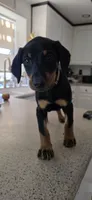 Dobiw, a female Doberman Pinscher for sale in Moreno Valley, CA – 2 of 2