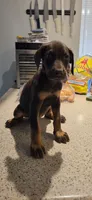 Orange, a female Doberman Pinscher for sale in Moreno Valley, CA – 2 of 2
