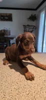 Purple, a female Doberman Pinscher for sale in Moreno Valley, CA – 2 of 2