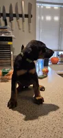 Green, a female Doberman Pinscher for sale in Moreno Valley, CA – 1 of 2