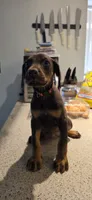 Orange, a female Doberman Pinscher for sale in Moreno Valley, CA – 1 of 2