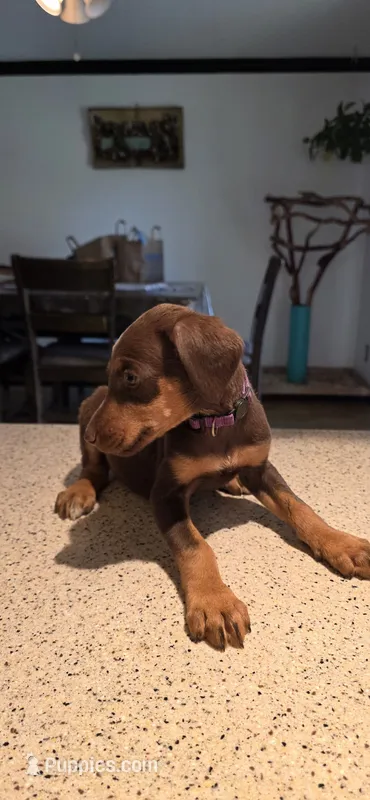 Purple – Doberman Pinscher puppy for sale in Moreno Valley, CA