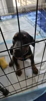 Light green, a female Doberman Pinscher for sale in Moreno Valley, CA – 5 of 5
