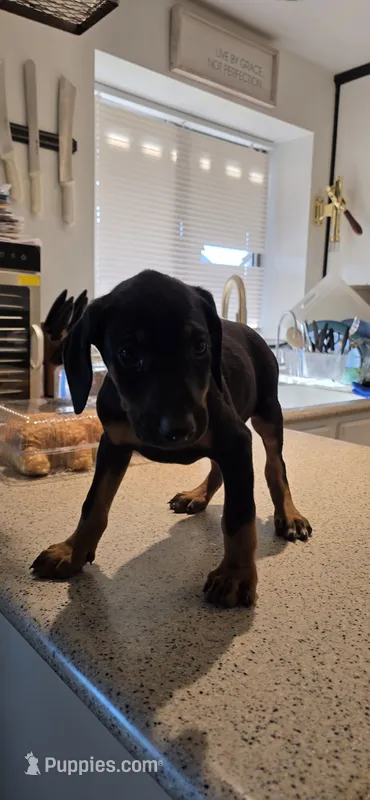 Light green – Doberman Pinscher puppy for sale in Moreno Valley, CA
