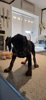 Light green, a female Doberman Pinscher for sale in Moreno Valley, CA – 1 of 5
