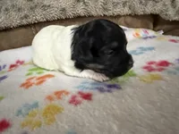 Delilah, a female Havanese for sale in Evansville, IN – Photo 8 of 10