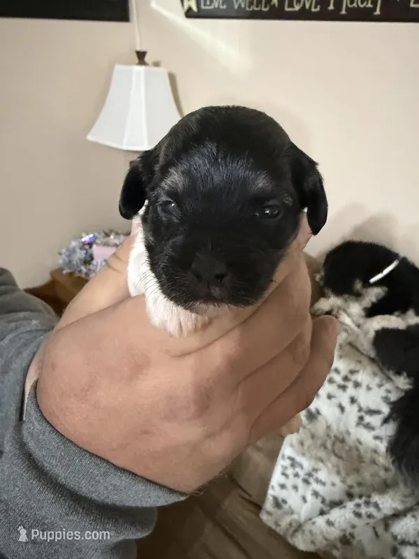 Delilah – Havanese puppy for sale in Evansville, IN