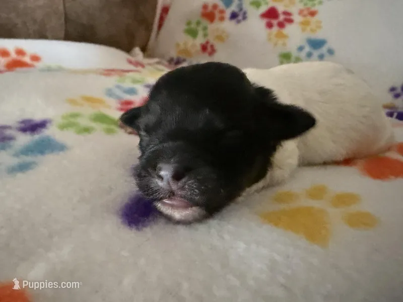 Delilah – Havanese puppy for sale in Evansville, IN