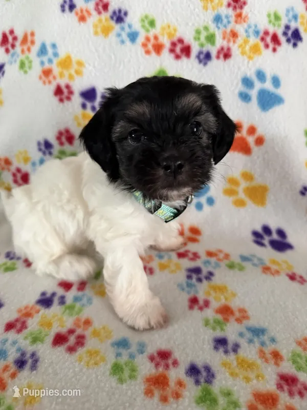 Delilah – Havanese puppy for sale in Evansville, IN