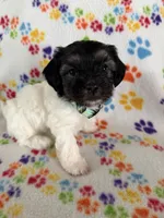 Delilah, a female Havanese for sale in Evansville, IN – Photo 3 of 10