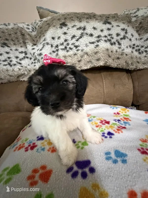 Delilah, a female Havanese for sale in Evansville, IN – Photo 1 of 10