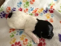 Delilah, a female Havanese for sale in Evansville, IN – Photo 10 of 10