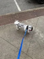 Delilah, a male Havanese for sale in Evansville, IN – Photo 5 of 5