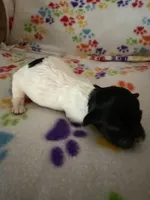 Delilah, a male Havanese for sale in Evansville, IN – Photo 3 of 5