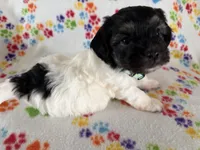 Delilah, a female Havanese for sale in Evansville, IN – Photo 4 of 10