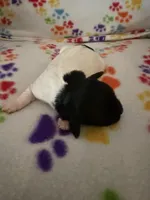 Delilah, a male Havanese for sale in Evansville, IN – Photo 2 of 5