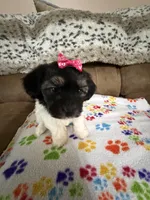 Delilah, a female Havanese for sale in Evansville, IN – Photo 2 of 10
