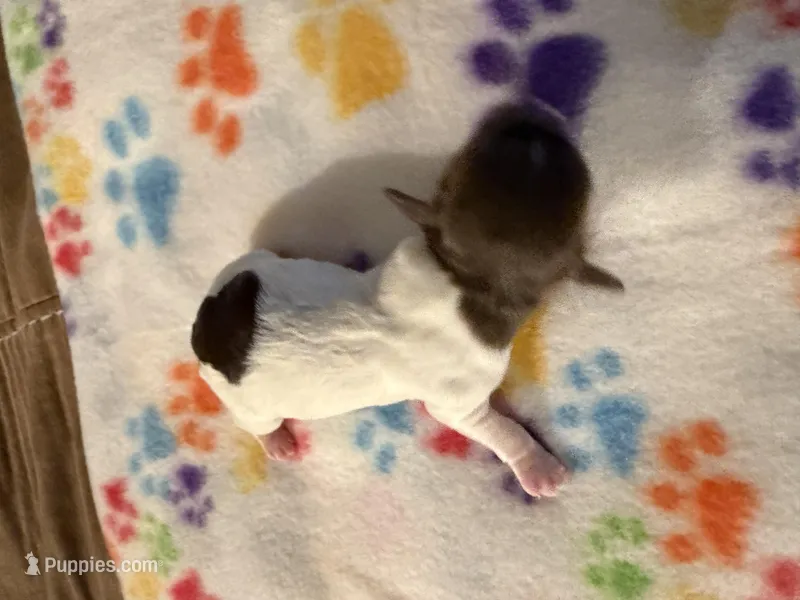 Garcia – Havanese puppy on hold in Evansville, IN