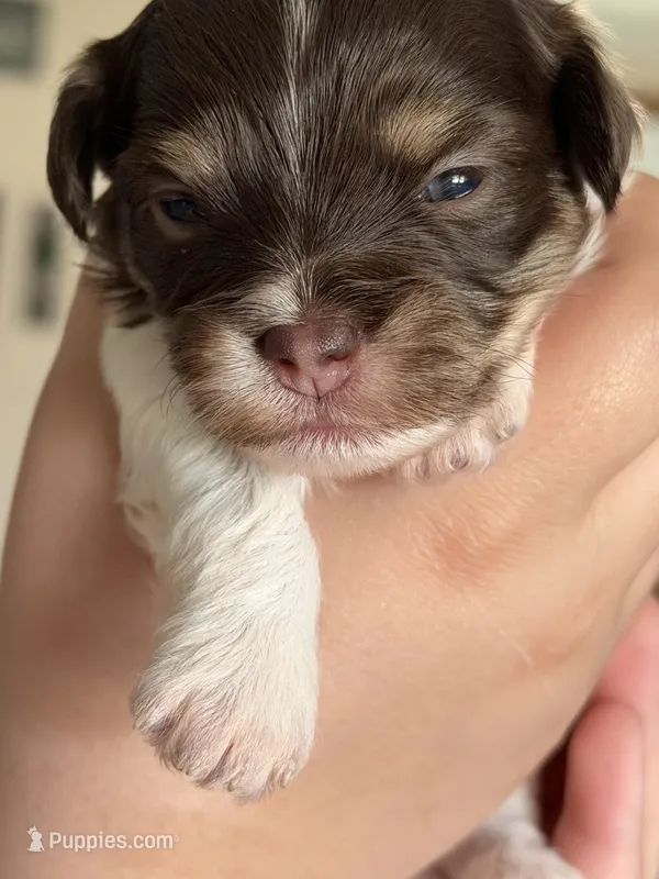 Garcia – Havanese puppy for sale in Evansville, IN