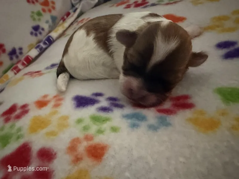 Stella – Havanese puppy for sale in Evansville, IN