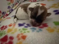 Stella, a female Havanese for sale in Evansville, IN – Photo 1 of 5