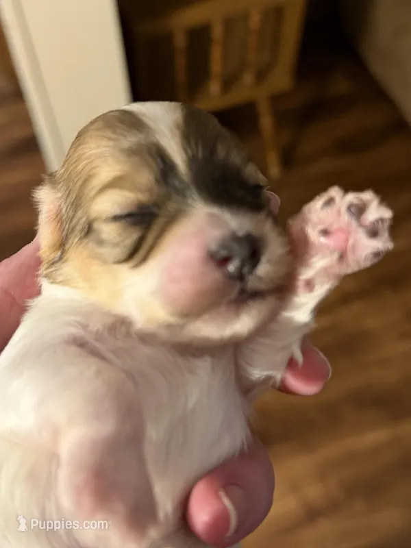 Stella – Havanese puppy for sale in Evansville, IN