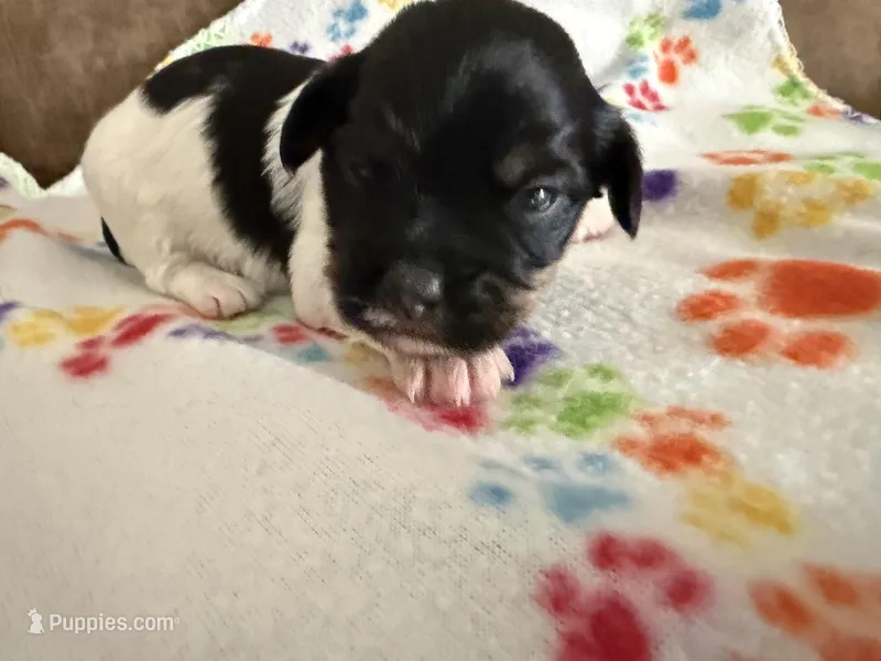 Sampson – Havanese puppy for sale in Evansville, IN