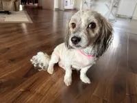 Simpson, a male Havanese for sale in Evansville, IN – Photo 5 of 6