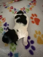 Simpson, a male Havanese for sale in Evansville, IN – Photo 2 of 6