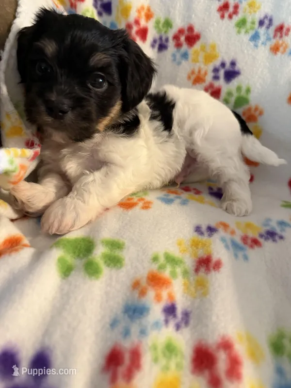 Sampson – Havanese puppy for sale in Evansville, IN