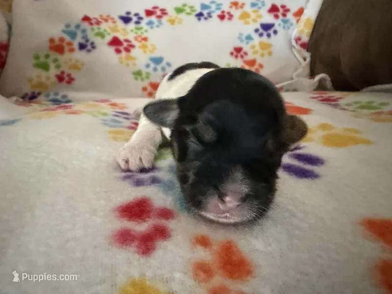 Simpson – Havanese puppy for sale in Evansville, IN