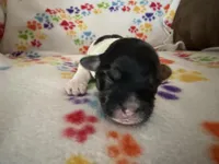 Simpson, a male Havanese for sale in Evansville, IN – Photo 1 of 6