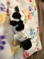 Simpson, a male Havanese for sale in Evansville, IN – Photo 4 of 6