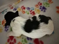 Simpson, a male Havanese for sale in Evansville, IN – Photo 3 of 6