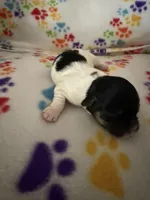 Ripple, a male Havanese for sale in Evansville, IN – Photo 4 of 6