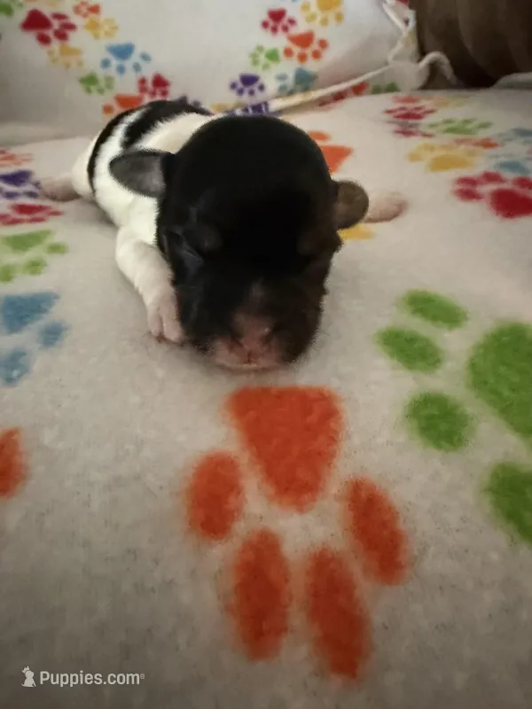 Ripple – Havanese puppy for sale in Evansville, IN