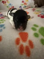 Ripple, a male Havanese for sale in Evansville, IN – Photo 1 of 6