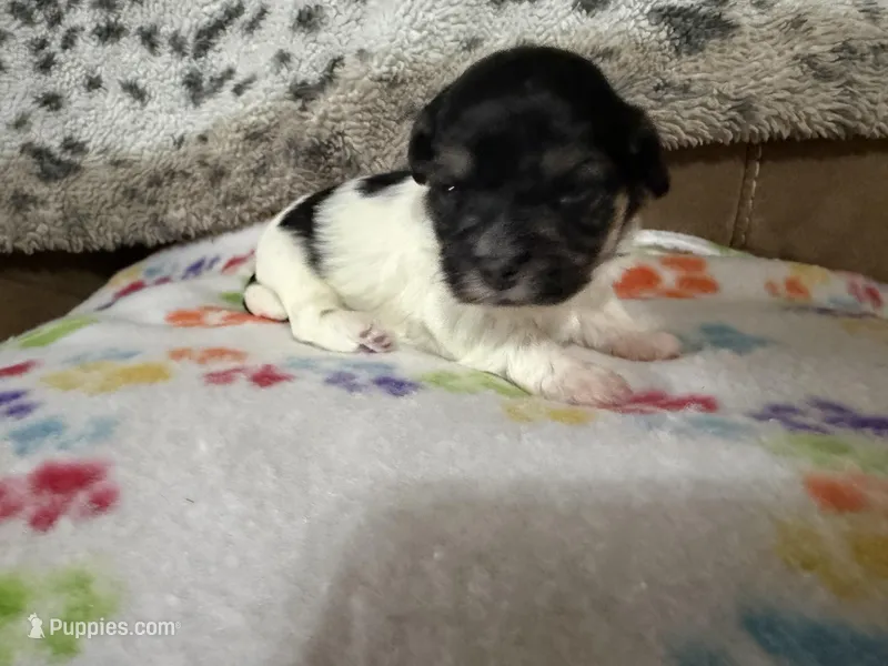 Ripple – Havanese puppy for sale in Evansville, IN
