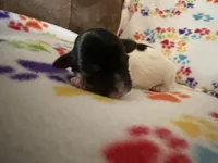 Ripple, a male Havanese for sale in Evansville, IN – Photo 2 of 6