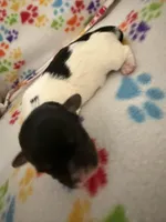 Ripple, a male Havanese for sale in Evansville, IN – Photo 3 of 6