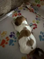 Nellie, a male Havanese for sale in Evansville, IN – Photo 3 of 3