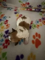 Nellie, a male Havanese for sale in Evansville, IN – Photo 1 of 3