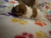 Nellie, a male Havanese for sale in Evansville, IN – Photo 2 of 3