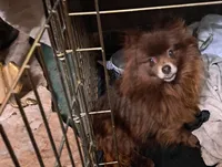 Bitzy, a female Pomeranian for sale in Abilene, TX – Photo 4 of 9