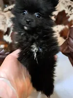 Bitzy, a female Pomeranian for sale in Abilene, TX – Photo 3 of 9