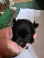 Bitzy, a female Pomeranian for sale in Abilene, TX – Photo 8 of 9