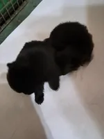 Bitzy, a female Pomeranian for sale in Abilene, TX – Photo 6 of 9