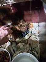 Bitzy, a female Pomeranian for sale in Abilene, TX – Photo 7 of 9