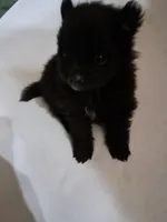 Bitzy, a female Pomeranian for sale in Abilene, TX – Photo 5 of 9