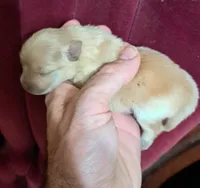 Polar the 2nd, a male Pomeranian for sale in Abilene, TX – Photo 5 of 10